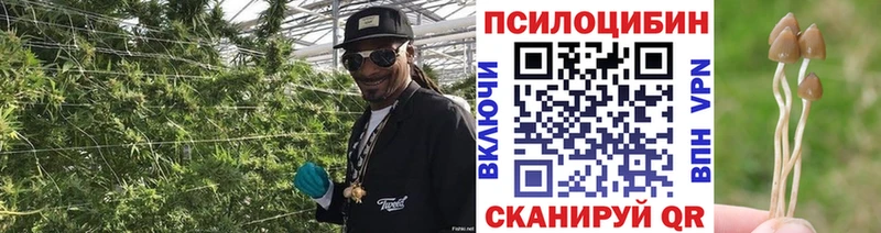 Галлюциногенные грибы ЛСД  Лодейное Поле 